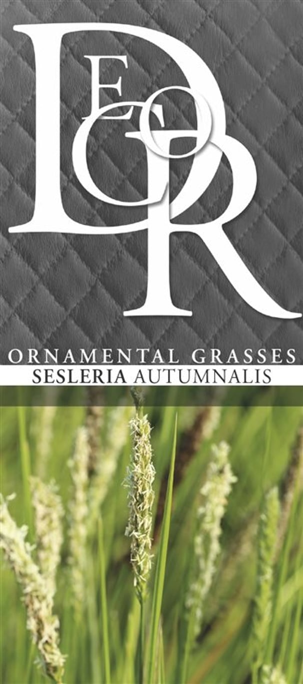Sesleria autumnalis - C2
